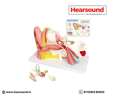 Ear Anatomy Display Ear Anatomy Display