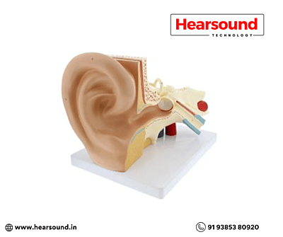 Ear Anatomy Display