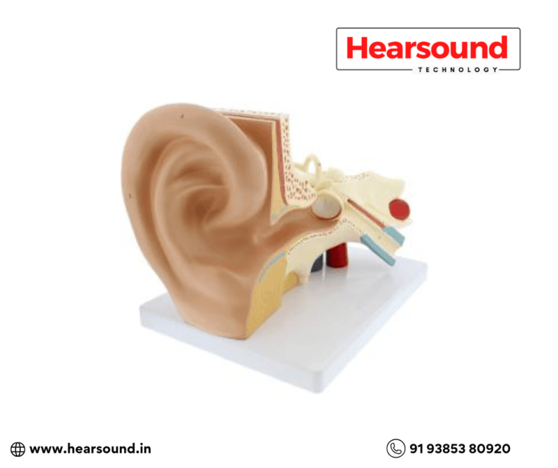 Ear Anatomy Display Ear Anatomy Display